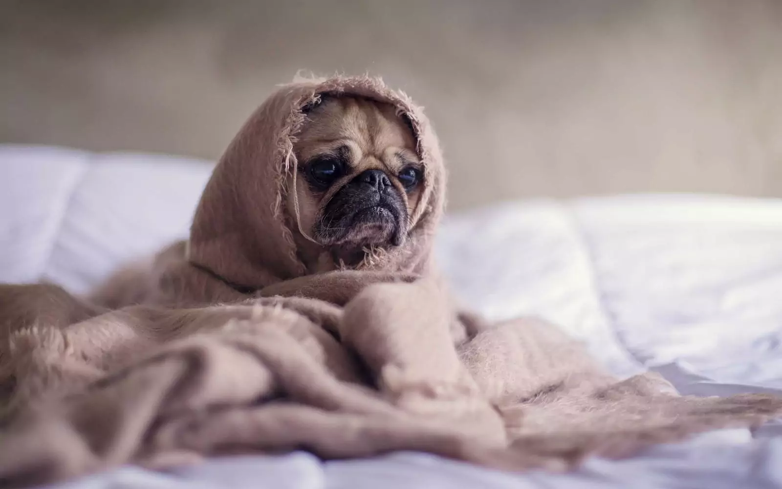 Image de test — article lorem ipsum